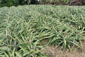 ピーチパインは石垣島などでしか栽培できません。