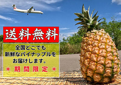 送料無料
どこでも新鮮な石垣島産パイナップルをお届けします。期間限定キャンペーン