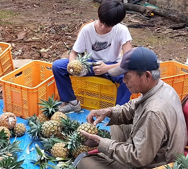 通信販売用の沖縄石垣島産甘熟パイナップル「まーさんパイン」を収穫後に、孫と一緒に選別し綺麗にしています。