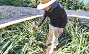 沖縄県石垣島幻のパイナップルを農家直販
ギフトやプレゼントにもおすすめです。
パイナップルの選び方と保存方法