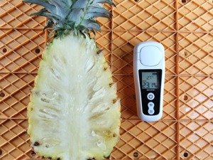 当園のパイナップルは、最高糖度23.1度を記録しました！