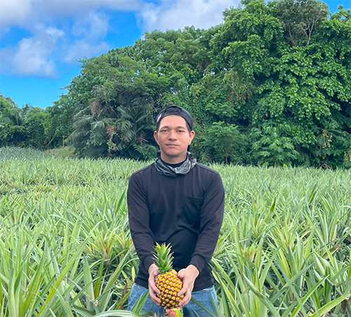 沖縄県石垣島幻のパイナップルを農家直販
ギフトやプレゼントにもおすすめです。
2024年の販売開始は5月中旬予定です。