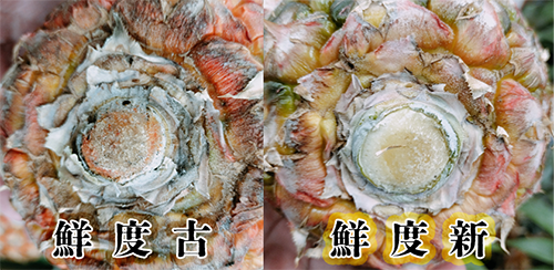 沖縄県石垣島幻のパイナップルを農家直販
ギフトやプレゼントにもおすすめです。
パイナップルの選び方
切り取り芯部の鮮度も大事です
