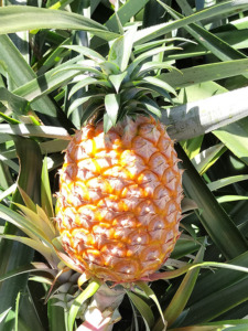 沖縄県石垣島幻のパイナップルを農家直販
ギフトやプレゼントにもおすすめです。
黄色いだけでは美味しいとは限らないです。