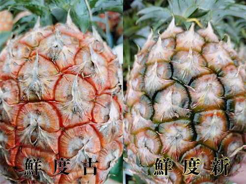 沖縄県石垣島幻のパイナップルを農家直販 ギフトやプレゼントにもおすすめです。 二つのパイナップルの鮮度の違いです。