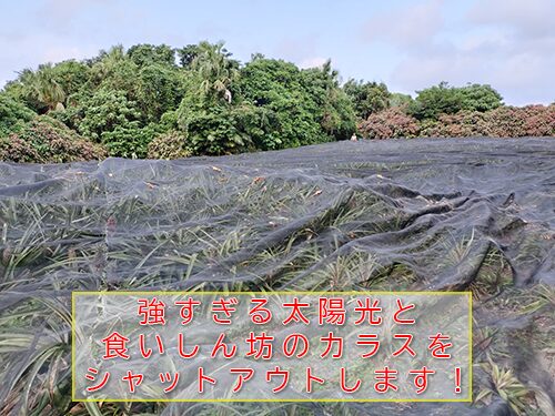 パイナップル畑全体にネットカバーをかぶせ、強い太陽光による日焼けと、カラスの鳥害からパイナップルを守ります。