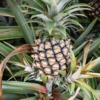 黄色みが強くなった石垣島のパイン