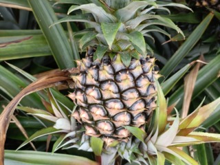 黄色みが強くなった石垣島のパイン