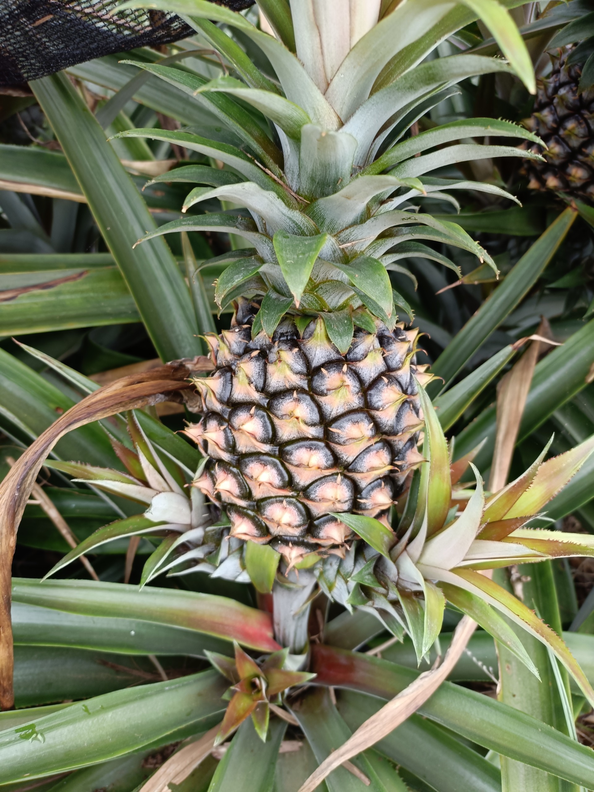 石垣島からお届け！まーさんパイン通販、甘熟に向けて色づいてきました