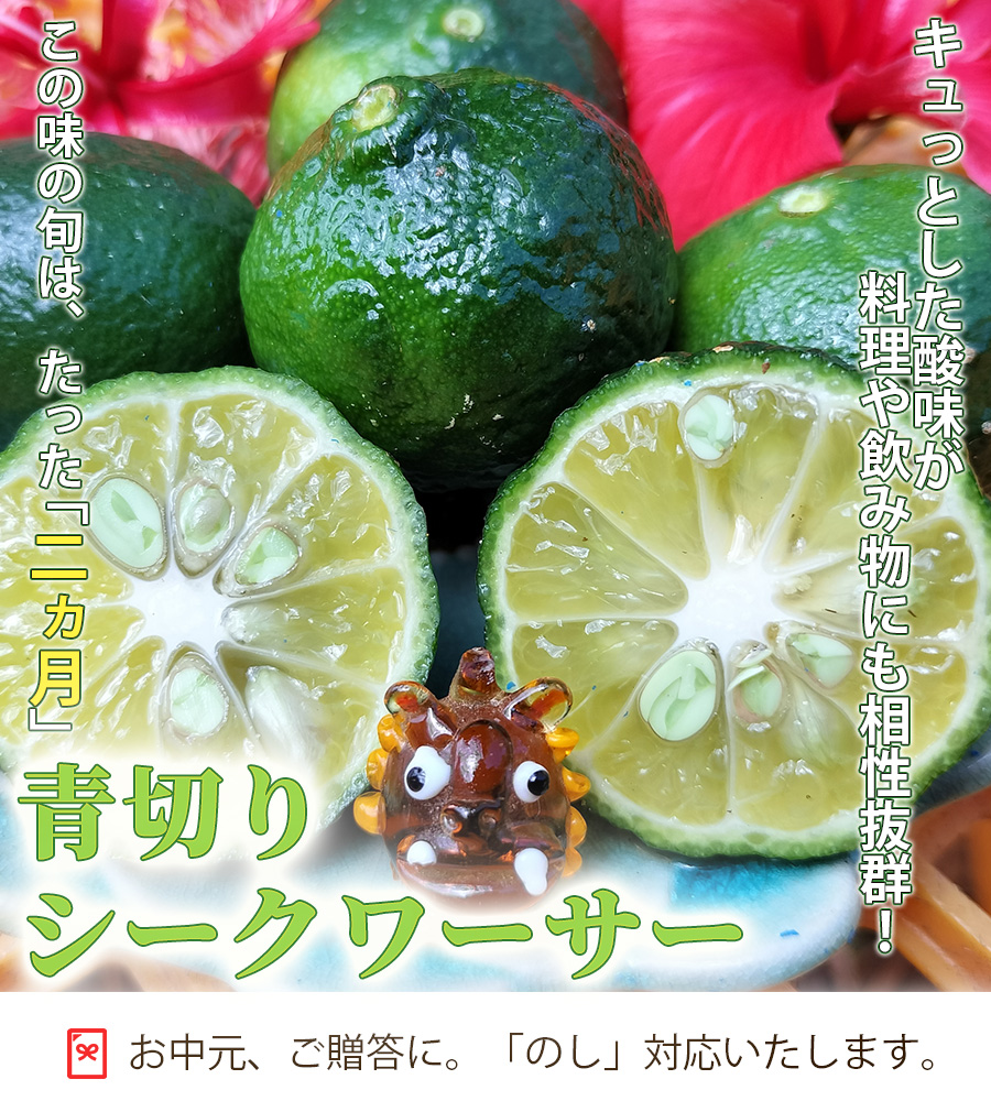 石垣島産青切りシークワーサー通販 キュっとした酸味が料理や飲み物にも相性抜群 この味の旬はたった二ヵ月