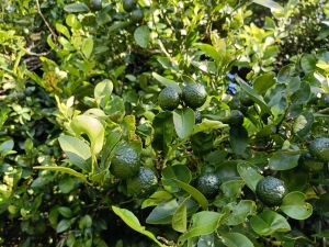 石垣島のシークヮーサー。無農薬・手しごと収穫で香り高い果実